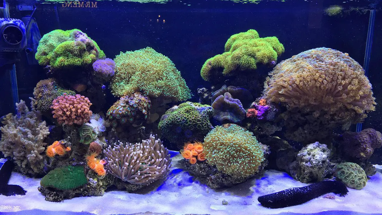 Can You Put Coral in a Freshwater Tank?