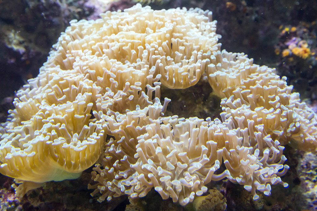 How to Frag Hammer Coral