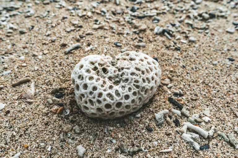 Can You Take Coral from the Beach?