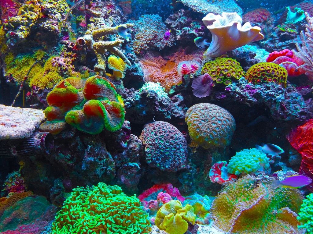 Similarities Between Coral Reefs And Coastal Ecosystems