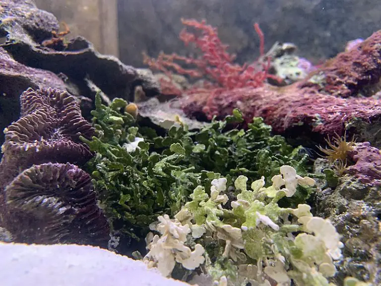 How Long Does It Take for Algae to Grow?