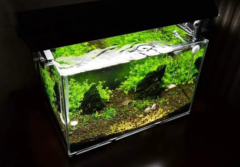 Aquarium Hood Light Not Working?