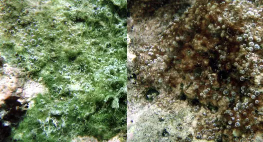 Calothrix Algae