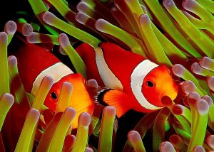 Clownfish Pairing Behavior