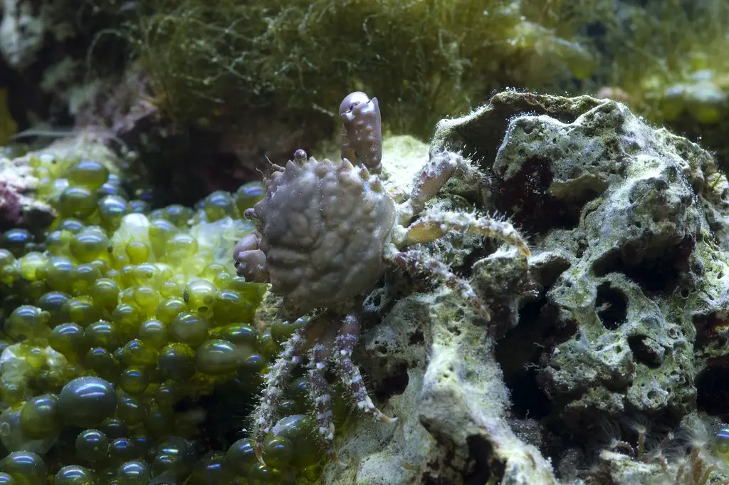 How Often Do Emerald Crabs Molt