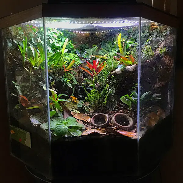 65 Gallon Hexagon Aquarium