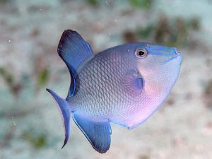 Niger Triggerfish Reef Safe