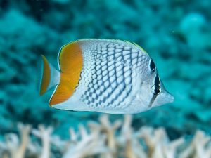 pearlscale butterflyfish reef safe