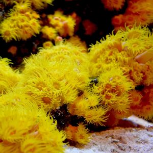 Problems with High Magnesium in a Reef Tank