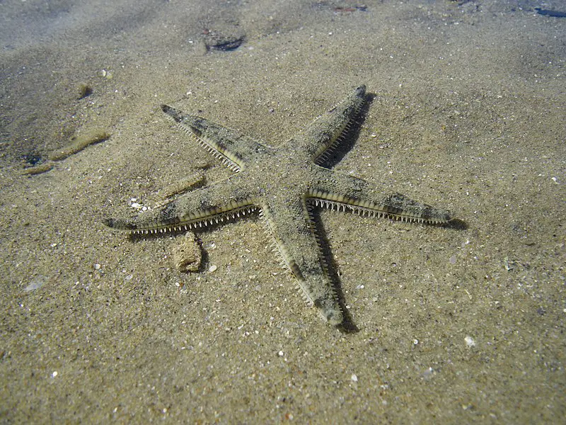 Sand Sifting Starfish Lifespan