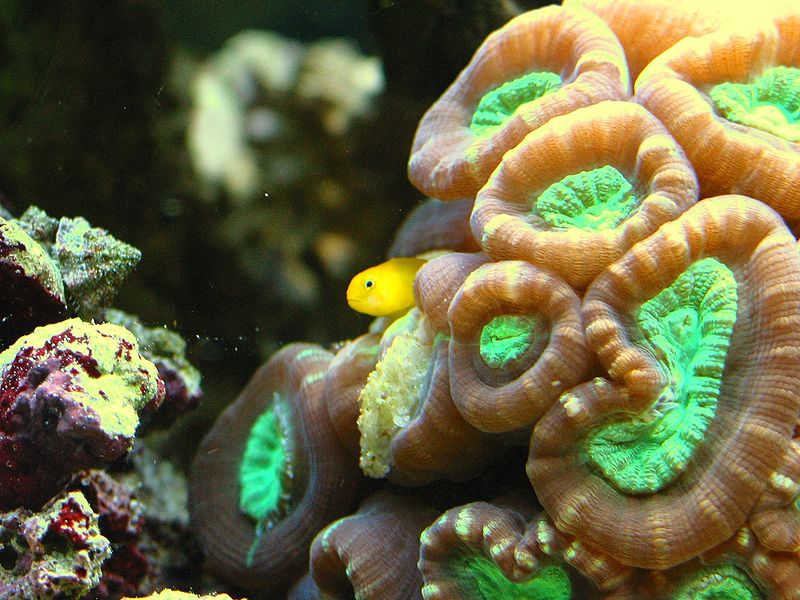 Trumpet coral growth