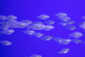 Bioluminescent Aquarium Fish