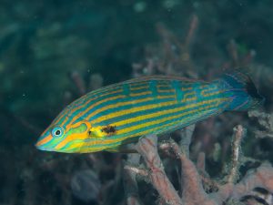 female melanurus wrasse