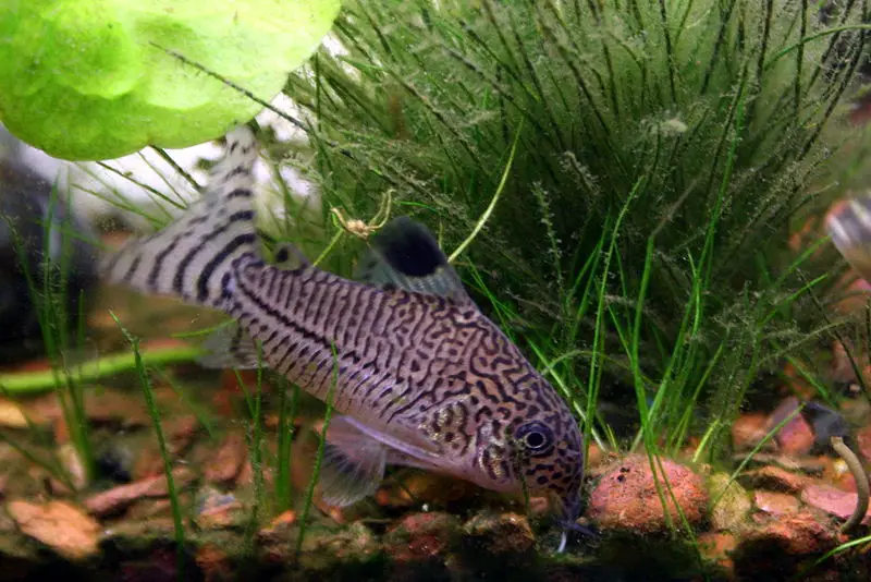 Can Cory Catfish Share a Tank with African Cichlids