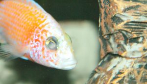 Cichlids With Cloudy Eyes