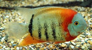 Redheaded Severum Fish