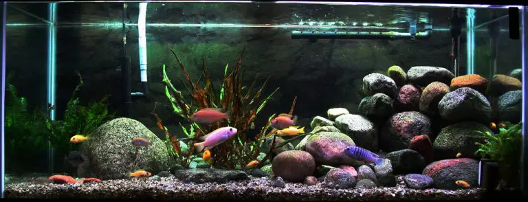 75 Gallon Peacock Cichlid Tank 75-gallon-peacock-cichlid-tank