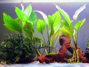 Can Anubias Grow Out of Water