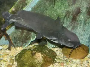 Channel Catfish Tank Conditions