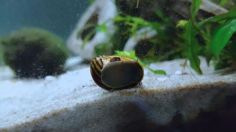 Nerite Snails Vs Mystery Snails
