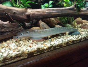 Peacock eel with cichlids