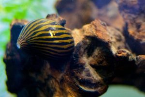 Sick Aquarium Snails