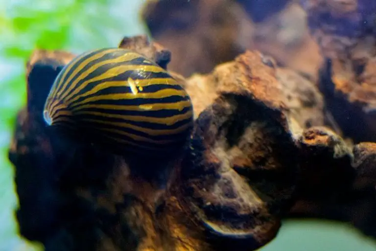 Sick Aquarium Snails Symptoms and Causes