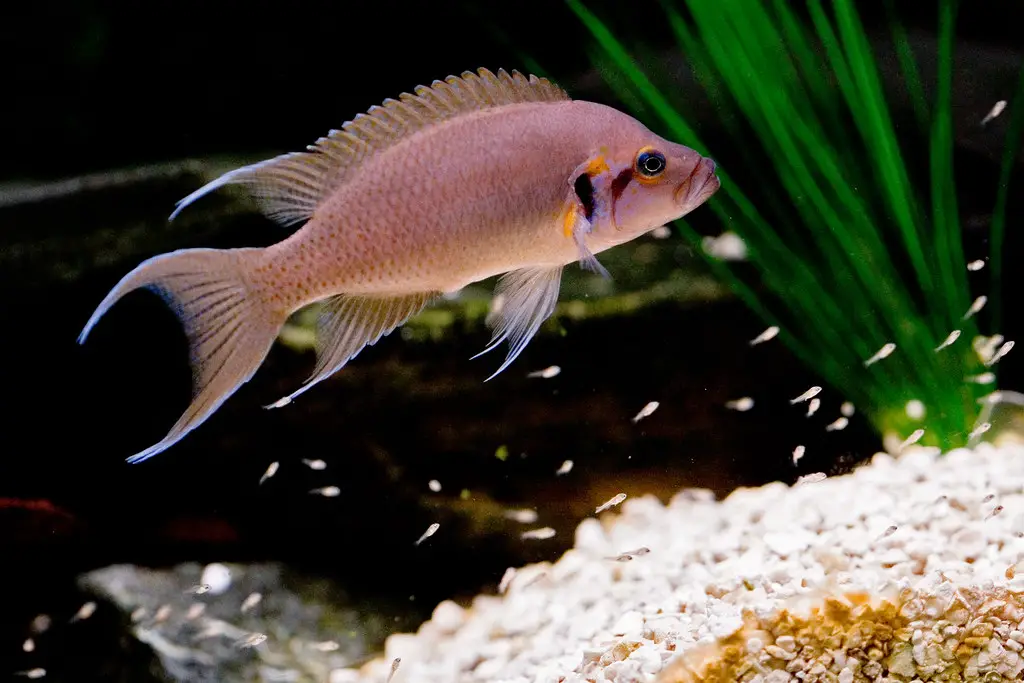 When to Separate Cichlid Fry From Parents