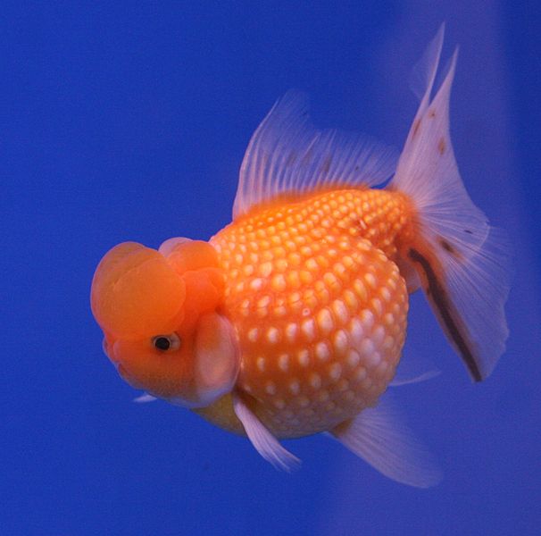Why Do Goldfish Look Deformed