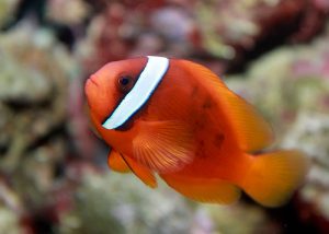 clownfish salinity aquarium
