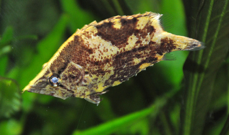 Amazon Leaffish