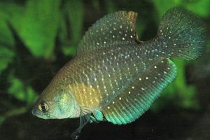 Argentine Pearl Fish