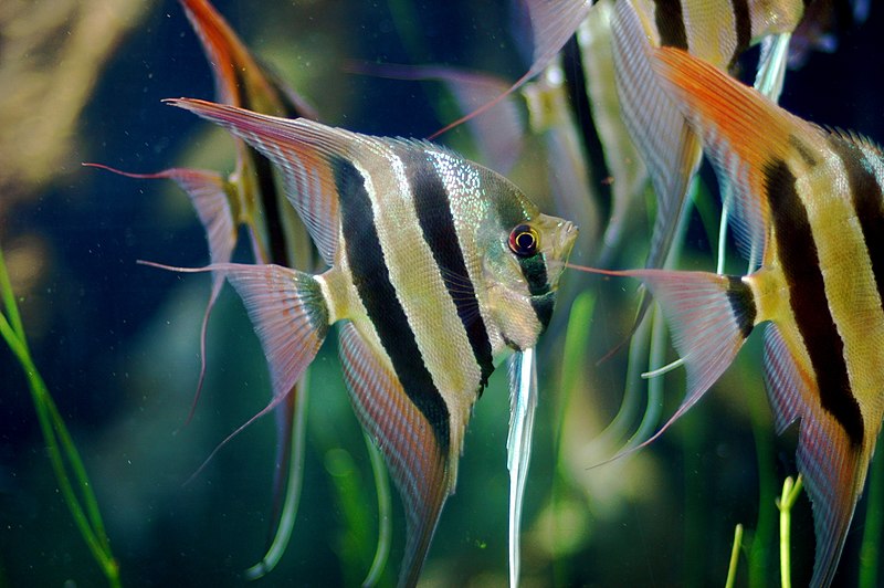 How To Care For Altum Angelfish