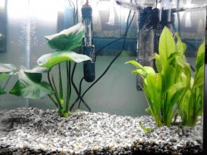 How to Add Nitrate to an Aquarium