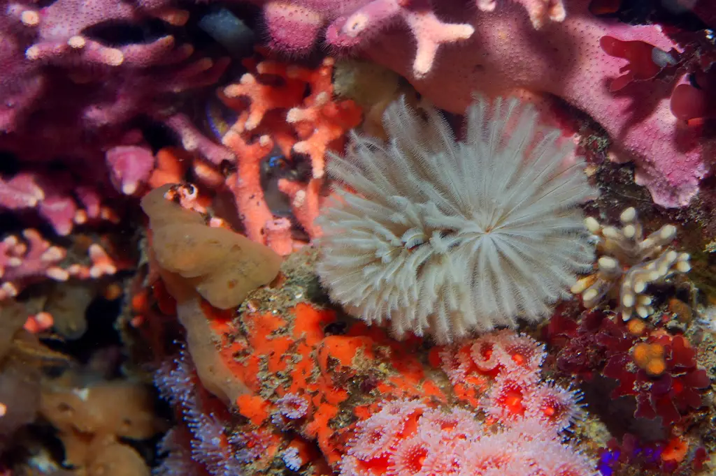 Red Feather Duster Worm