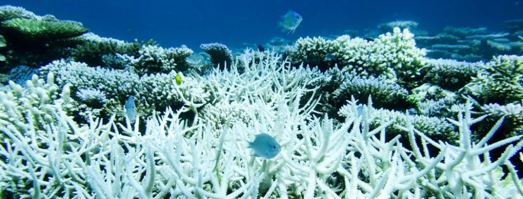 How Does Coral Bleaching Occur