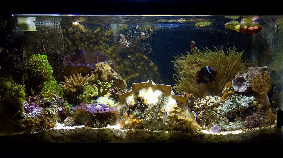 How to put Corals in Tank