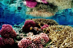 Is The Coral Reef Dead