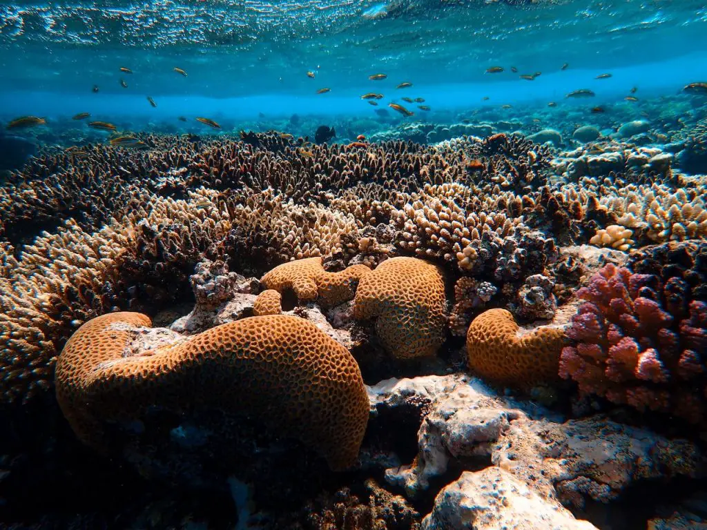 Do Corals Have Brains