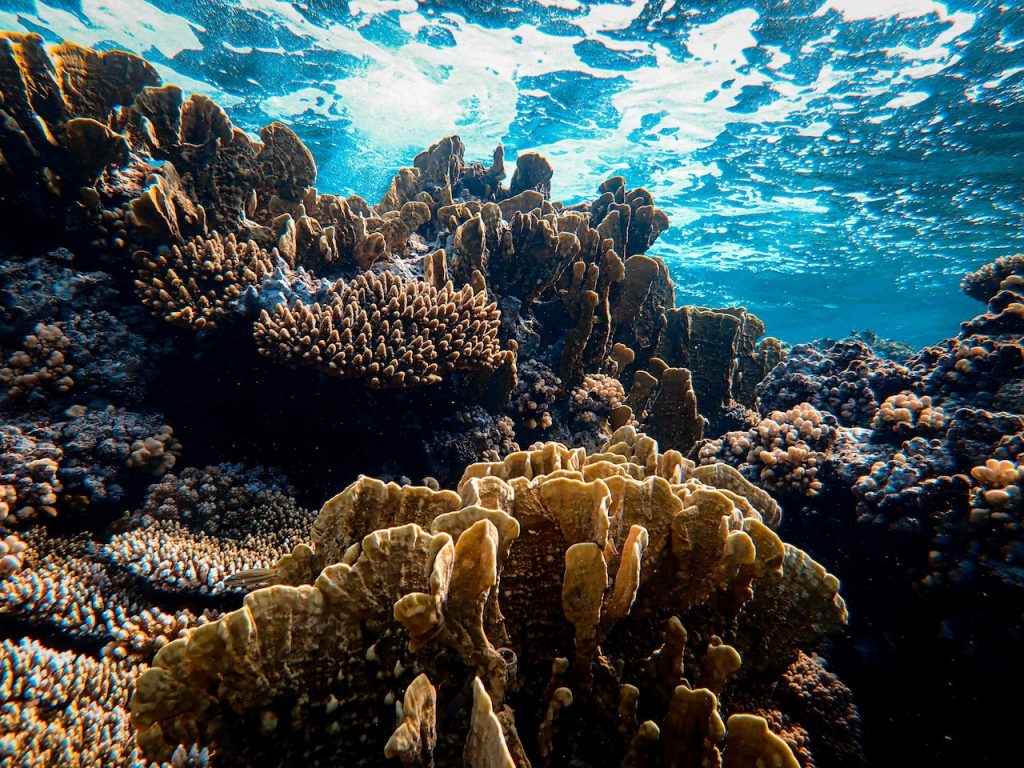 Do Corals Produce Oxygen