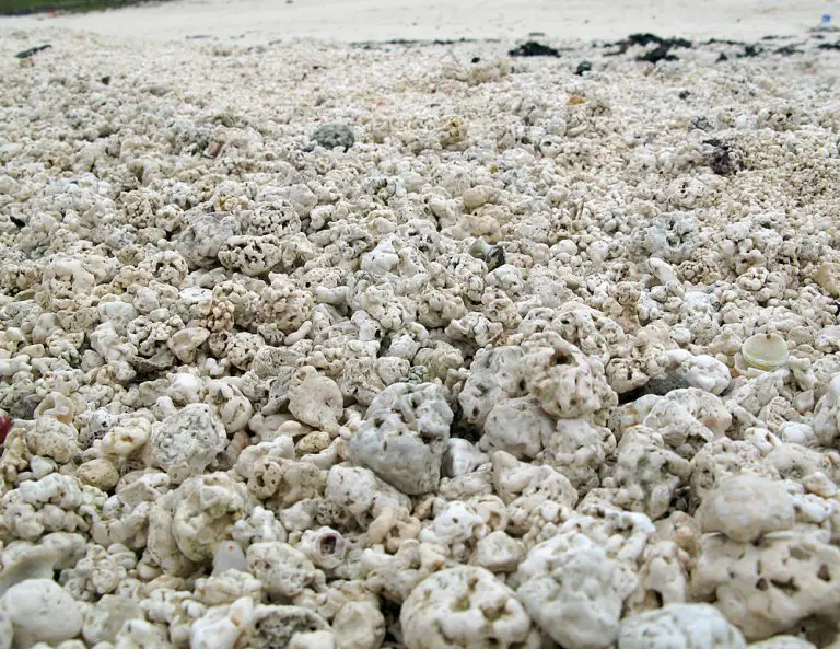 Crushed Coral Everything You Need To Know crushed-coral-everything-you-need-to-know