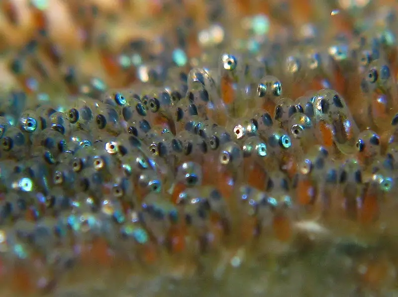How Long Does It Take For Fish Eggs To Hatch