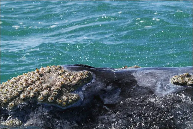 Barnacles The Unexpected Energy Parasites Of Whales - 7gva0lz