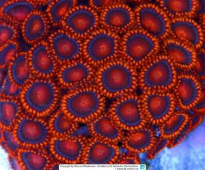 bam bam zoanthid care