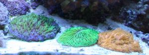 LPS Corals for Beginners