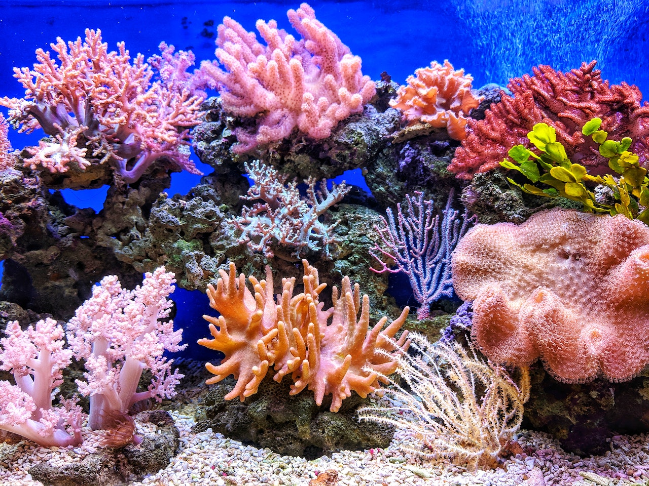 Plants In The Coral Reef Biome