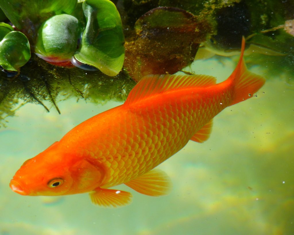Why Is My Fish Tank Water Orange?