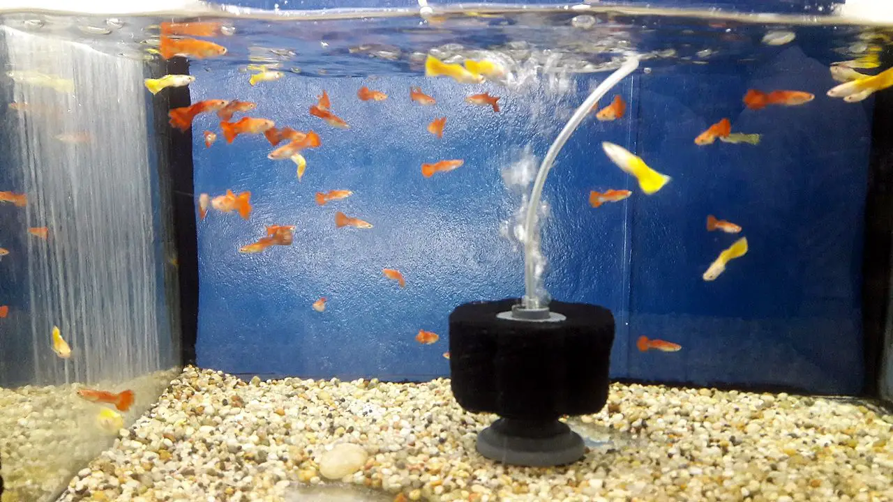 how-often-should-you-change-a-fish-tank-filter-essential-guide