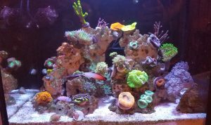 Nano coral reef aquarium tank