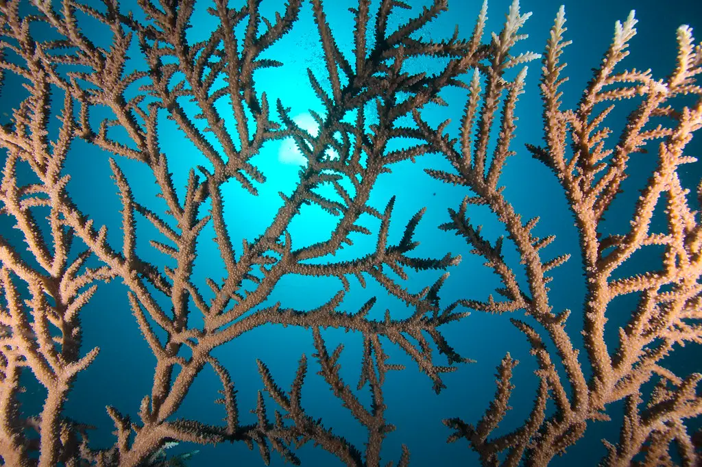 Branching coral in clear blue water